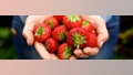 Close up portrait of handful of delicious red strawberries