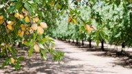 Chinese tariffs hit US almond exports