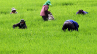Thailand to up controls on paraquat, other farm chemicals
