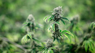 Report: Legal marijuana boosts government revenue - a little