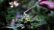 Marijuana growers turning to hemp as CBD extract explodes