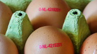 German supermarket chain yanks eggs amid pesticide scare