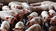 Pork group asks USDA to support faster slaughterhouse speeds