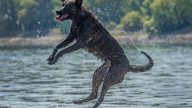 Animals, crops and people all suffer amid Europe's heatwave