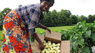 African refugee grows homeland's bitter eggplants in Vermont