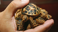 Wildlife group: Exotic pets trade activity rises on Facebook