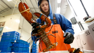 Layoffs hit, prices lag as tariff pinches lobster industry