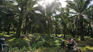 Indonesia imposes moratorium on new palm oil plantations