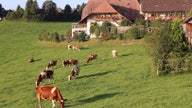 Swiss reject bids to improve food quality, protect farmers