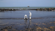 Sri Lanka works to clean oil slicks near capital