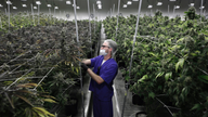 Pot group predicts $1B in Nevada tax revenue over 7 years