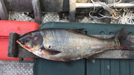 Cost of keeping Asian carp from Great Lakes nearly triples