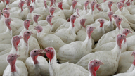 Why a salmonella outbreak shouldn't ruin your Thanksgiving