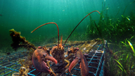 We'll take your lobsters, eh? Canadian imports from US soar
