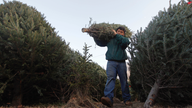 Correction: Christmas Tree Supply story