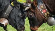 Swiss reject plan to entice herders to save cow, goat horns