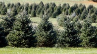 Potential Christmas tree shortage could hit your wallet this holiday season
