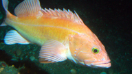 Catch limits increase for key West Coast groundfish species