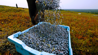 Maine blueberry farmers could see good news in 2019