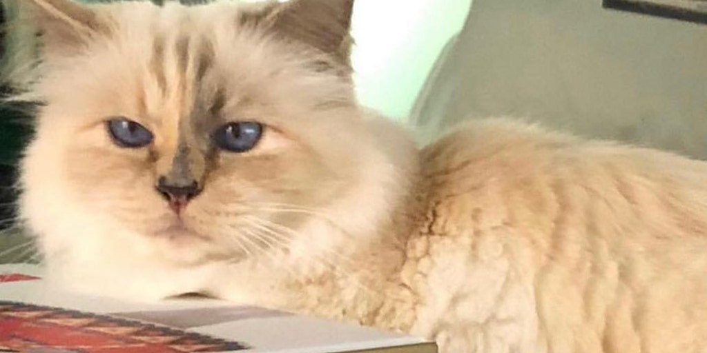 Late designer Karl Lagerfeld's beloved CAT Choupette is yet to receive £1.3  million inheritance