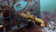 US still sends lots of lobster to China, but tariff a worry