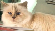 Karl Lagerfeld's 'heiress' Choupette could become world’s richest cat