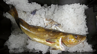 Cod fishery plummets to least valuable year since 1960s