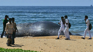 Unusual alliance to save blue whales stalled by Sri Lanka