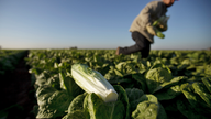 Emails show FDA worry after romaine outbreaks