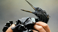AP PHOTOS: Remembering the Exxon Valdez oil spill