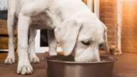 Dog owners beware: This popular treat may be tainted with drug-resistant salmonella