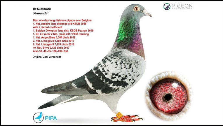 Champion pigeon sold at auction for a record-breaking €1.25m