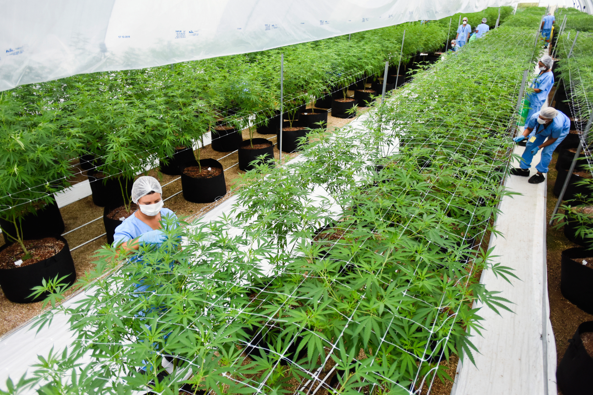 Cuanto cuesta una planta de marihuanas 2022