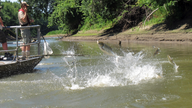 Illinois governor OKs first steps on blocking Asian carp