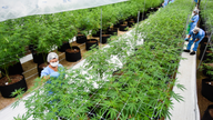 2 firms first to export LatAm medicinal marijuana to Europe