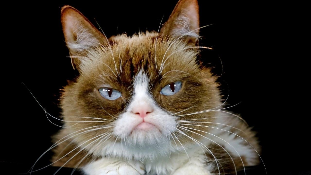Grumpy top cat price