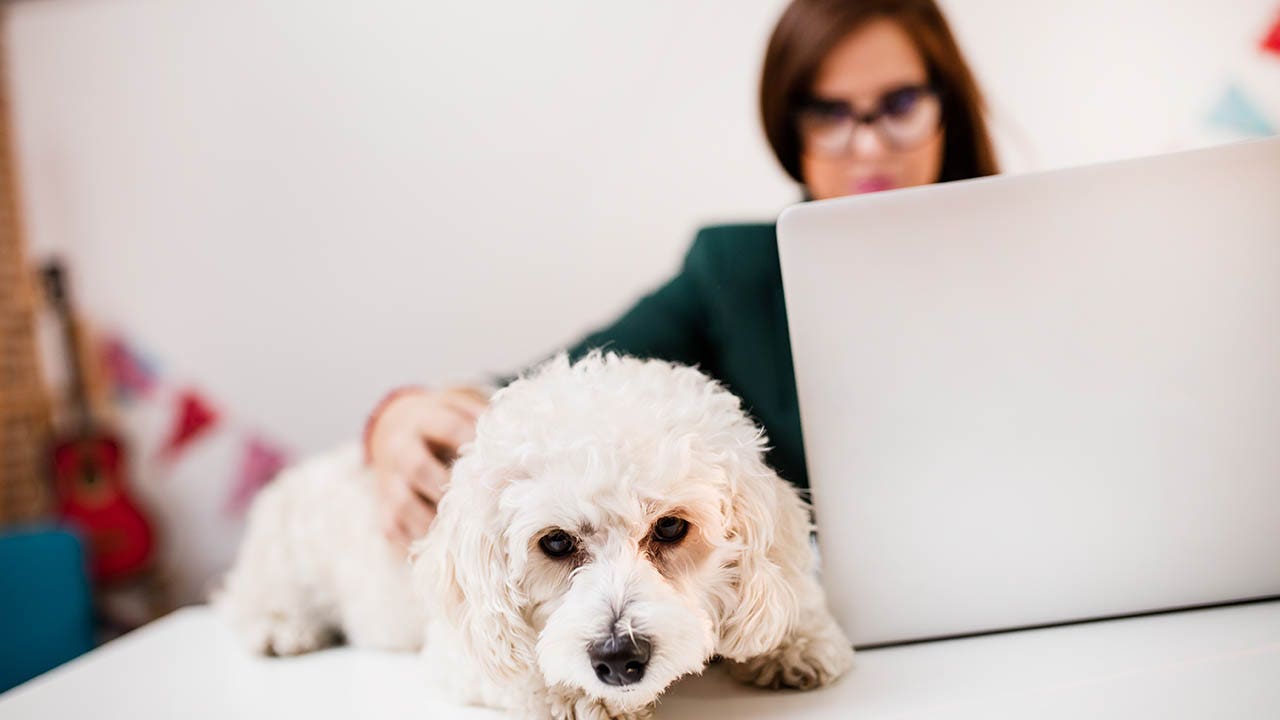 Pets don’t get inflation, but they are feeling its effects | Fox Business