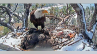 Eagle chick seen on internet cam dies after California storm