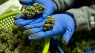 Where's the pot? California tracking system unlikely to know