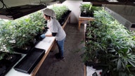 Weaker-than-expected marijuana sales ding California budget
