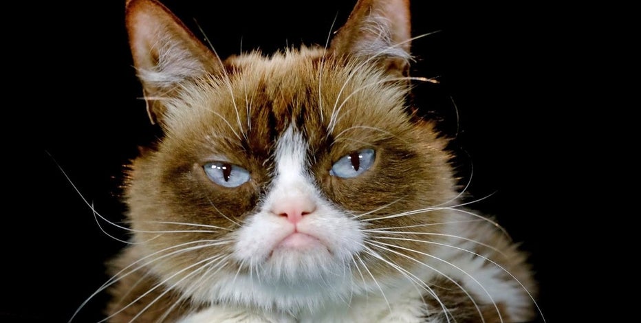 How Much Was The Grumpy Cat Worth World Crypto News How Much Was The Grumpy Cat Worth World Crypto News