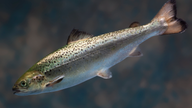 Bioengineered salmon won't come from US's biggest farm state