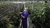 Nevada law prevents most employers from rejecting pot-users