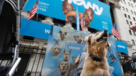 Top dog: Shares of online pet store Chewy soar in debut