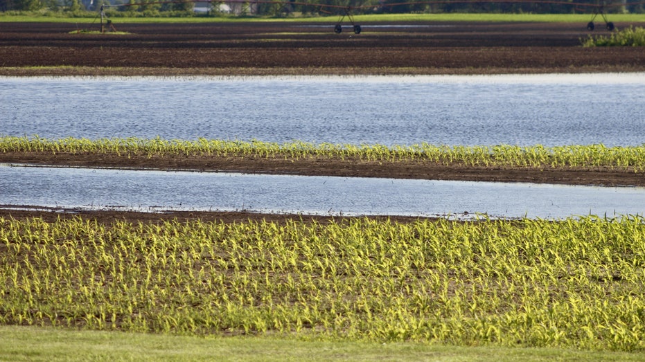 How the Rain-Soaked Midwest Will Crush the Corn Crop and Send Prices  Jumping - TheStreet