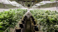 The FBI is probing the pot industry, but not for the reason you might expect