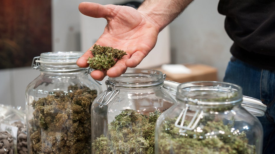 cannabis in jars
