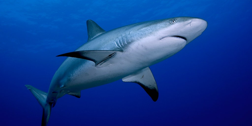 Florida Beachgoers Beware This Shark Attack Capital Of The World Is Seeing A Rise In Incidents Fox Business Florida Beachgoers Beware This Shark Attack Capital Of The World Is Seeing A Rise In Incidents Fox Business