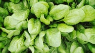 Baby spinach recalled in 10 states