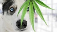 CBD and pets: Using pot on your dog or cat